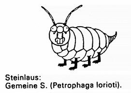 PetrophagaLorioti
