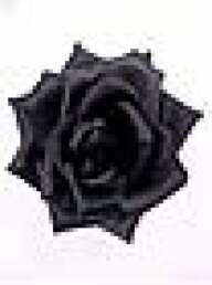 Schwarze-Rose
