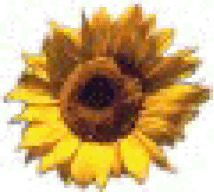Sonnenblume87