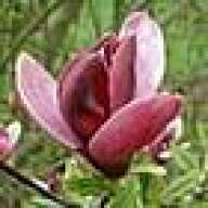 magnolia83