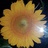SunflowerKarin