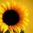 Sunflower20